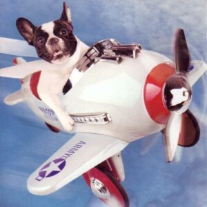 Can I buy my dog a seat on an Airplane?