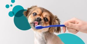 Can dogs use toothpaste and toothbrush everyday?