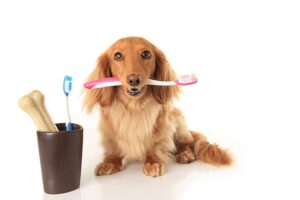 Can dogs use toothpaste and toothbrush everyday?