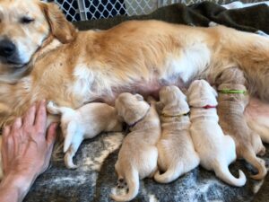 When can puppies sleep away from mom?