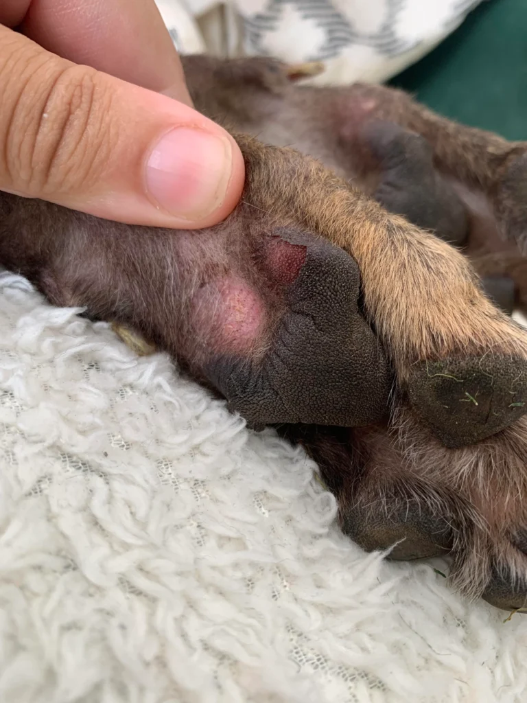 Why are my dog's paw pads peeling off?