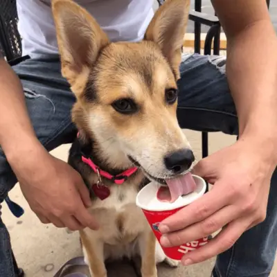 Does Dairy Queen have pup Cups?