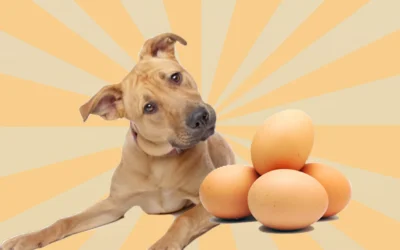 How many eggs can a dog eat in a day?