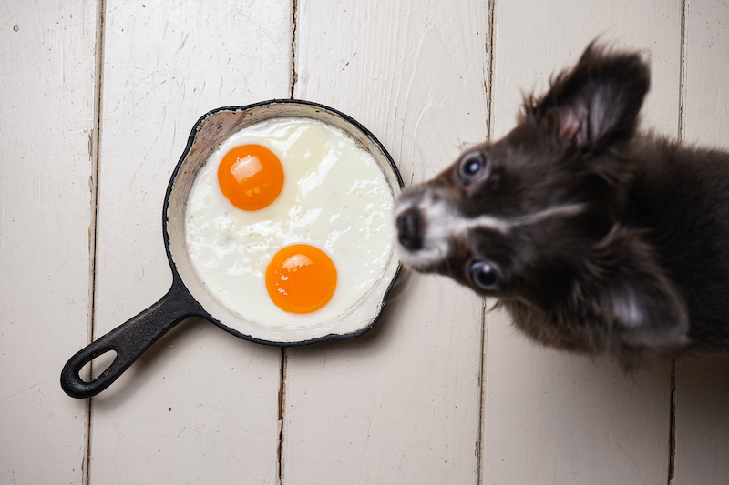 How many eggs can a dog eat in a day?