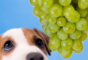 Can dogs have grape jelly?