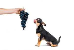 Can dogs have grape jelly?