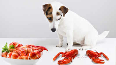 Can dogs eat lobster?
