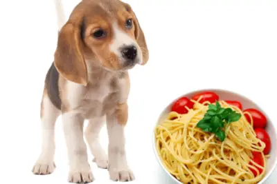 Can you feed dogs ramen noodles?