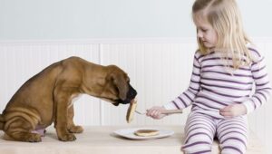 Can dogs have pancakes?