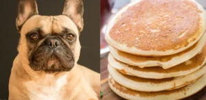 Can dogs have pancakes?