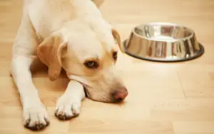 How long can a puppy go without eating?
