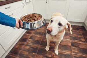 How long can a puppy go without eating?