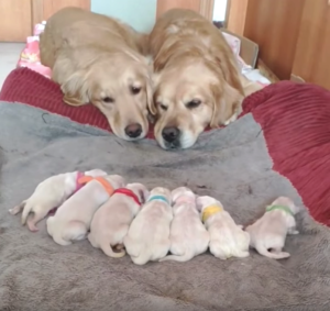 How many puppies do golden retrievers usually have?