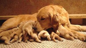 How many puppies do golden retrievers usually have?