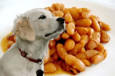 Can dogs eat beans and rice?