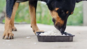 Can dogs eat beans and rice?