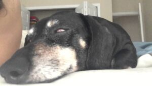 Do dogs eyes roll back when they sleep