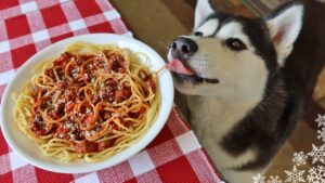 Can you feed dogs ramen noodles?