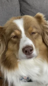 Dog reverse sneezing at night