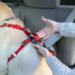 How does a dog seat belt harness work?