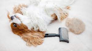 Are slicker brushes good for dogs?