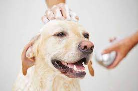 How to use dog shampoo and conditioner