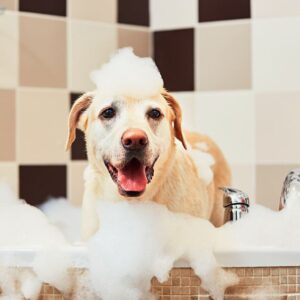 How to use dog shampoo and conditioner