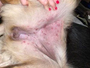 Why does my dog have a rash on his groin?
