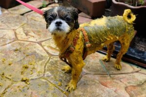 Can Dogs Have Turmeric