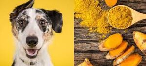 Can Dogs Have Turmeric