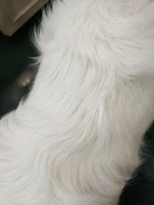  Why does my dog have wavy hair on his back?