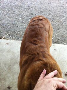  Why does my dog have wavy hair on his back?