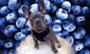 Can dog eat blueberry yogurt?