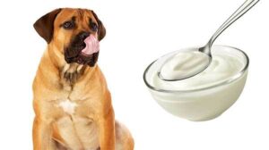 Can dog eat blueberry yogurt?