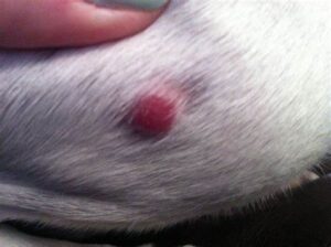 Why is there a red bump on my dog's leg?