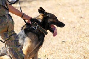 How to train a German shepherd to attack on command?