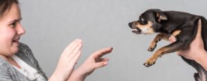 Why do dogs bark at strangers?