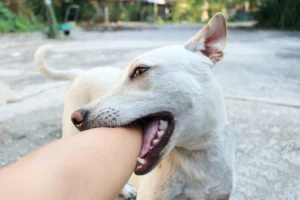 Why won't my puppy stop biting me?