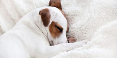 When should I take my dog out to pee at night?