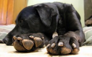 How many toes do dogs have?