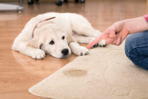 How to punish a puppy: Behavior, Training