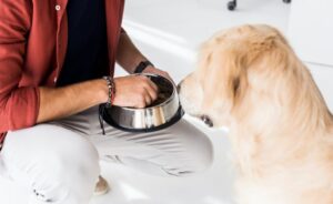 Why won't my dog eat from his bowl?