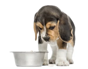 Why won't my dog eat from his bowl?