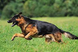 How to train a German shepherd to attack on command?