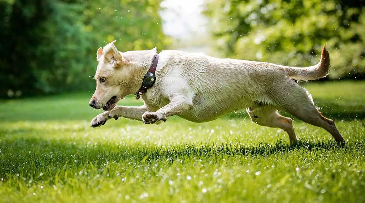 Why does my Labrador run in Circles?