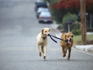 Why does my Labrador run away?