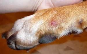Why is there a red bump on my dog's leg?