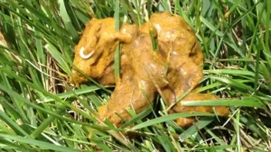 Why is there rice in my dog's poop?
