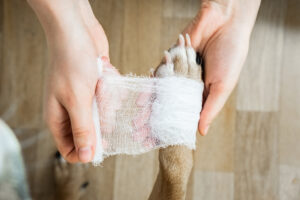Dog wound care