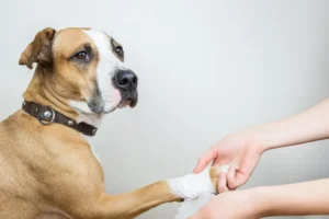 Dog wound care